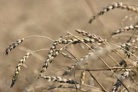 Курганская область будет экспортировать зерно в Китай